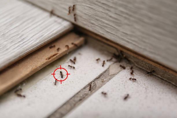 Best Flea Control Services  in Platte, SD