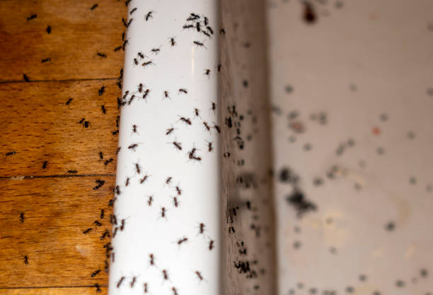 Best Best Pest Control Companies  in Platte, SD
